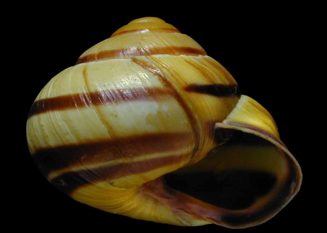 VA Land Snails